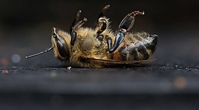 Content_dying-bee-625x347