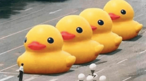World-of-ducks