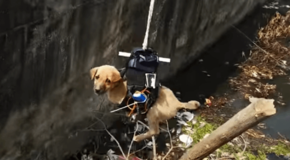 Puppy_resque_india